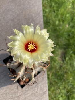 Astrophytum capricorne var. niveum